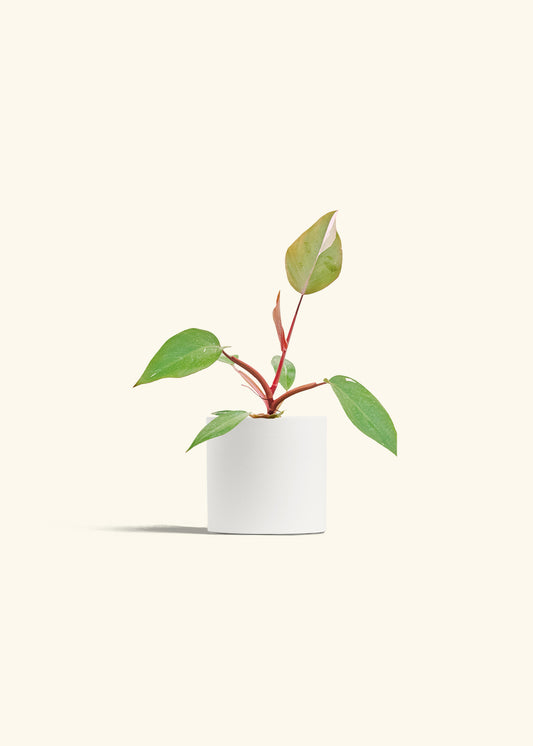 Philodendron Erubescens Pink Princess in a 4 inches White Classic Cylinder Planter 