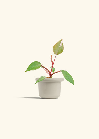 Philodendron Erubescens Pink Princess in a 4 inches Fat Lip Oat Planter 
