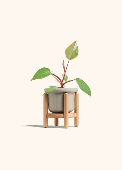 Philodendron Erubescens Pink Princess in a 4 inches Fat Lip Oat Planter in a Beech Wood Stand