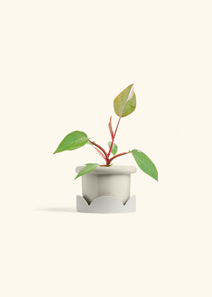 Philodendron Erubescens Pink Princess in a 4 inches Fat Lip Oat Planter in a Oat Petal Drip Tray