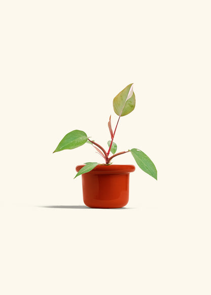 Philodendron Erubescens Pink Princess in a 4 inches Fat Lip Red Planter 