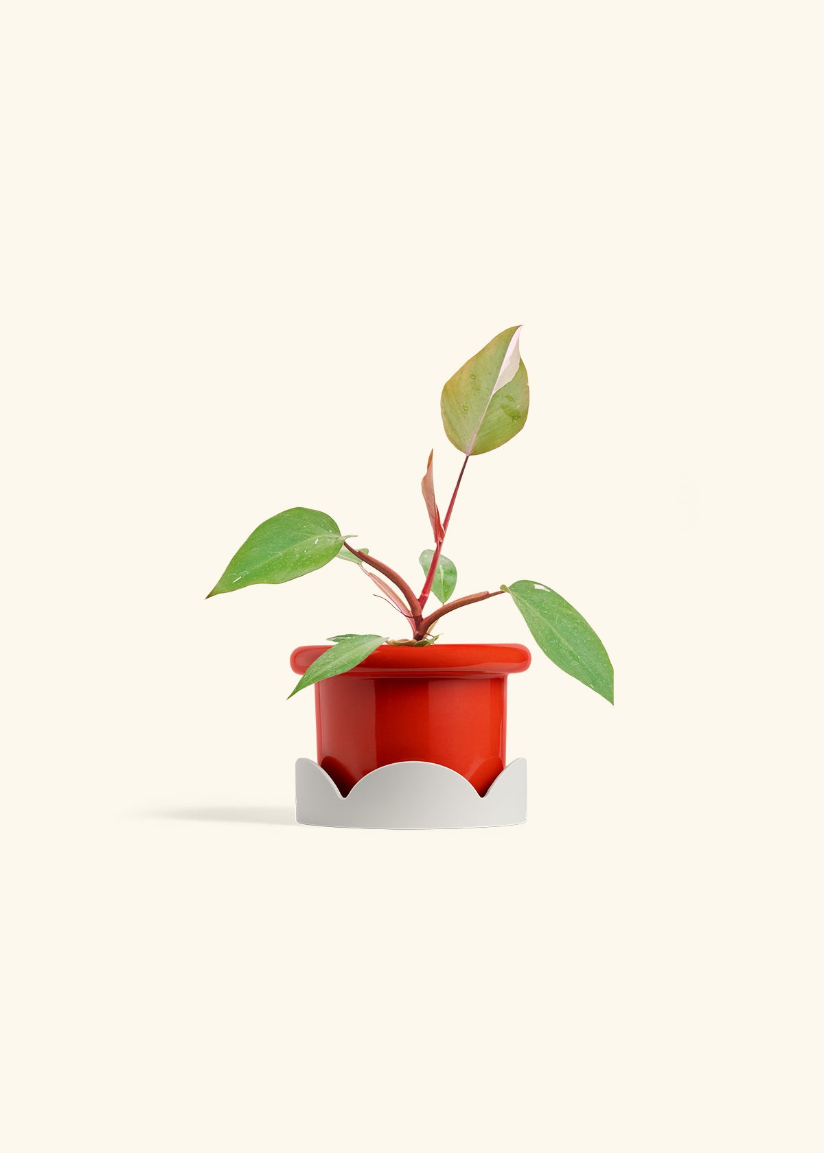 Philodendron Erubescens Pink Princess in a 4 inches Fat Lip Red Planter in a Oat Petal Drip Tray