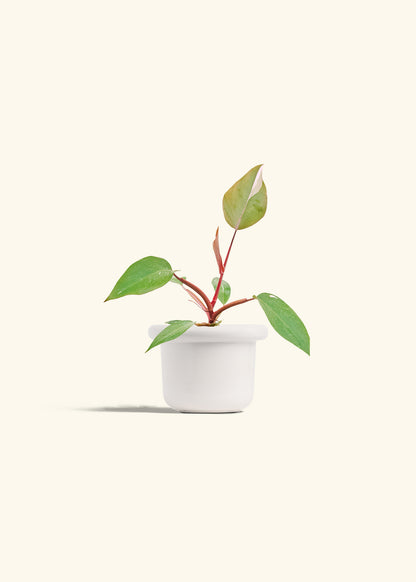 Philodendron Erubescens Pink Princess in a 4 inches Fat Lip White Planter 