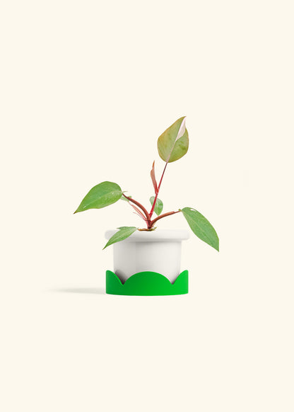 Philodendron Erubescens Pink Princess in a 4 inches Fat Lip White Planter in a Shamrock Petal Drip Tray