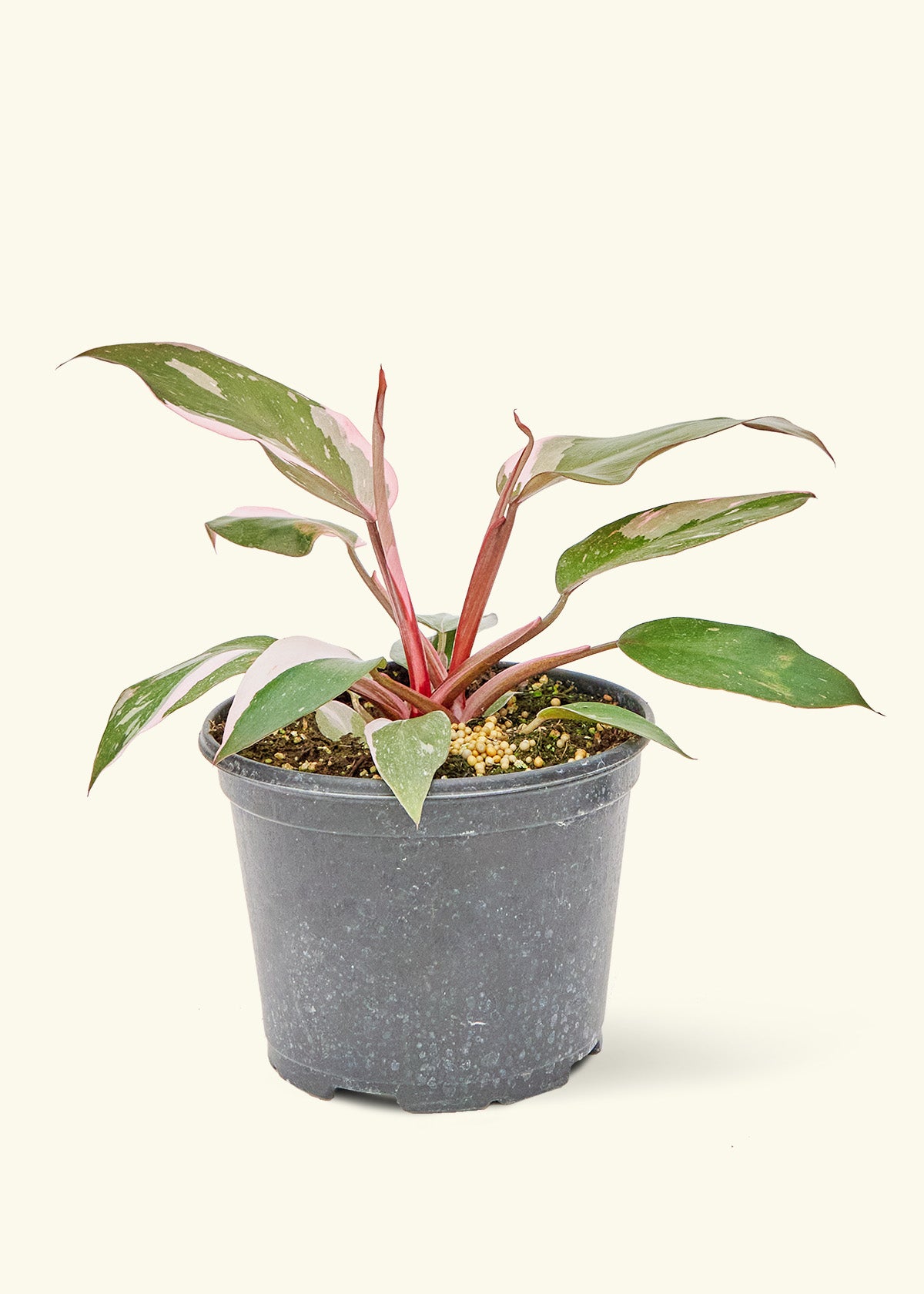 pink stem indoor plant Pink Princess Philodendron – Hey Rooted