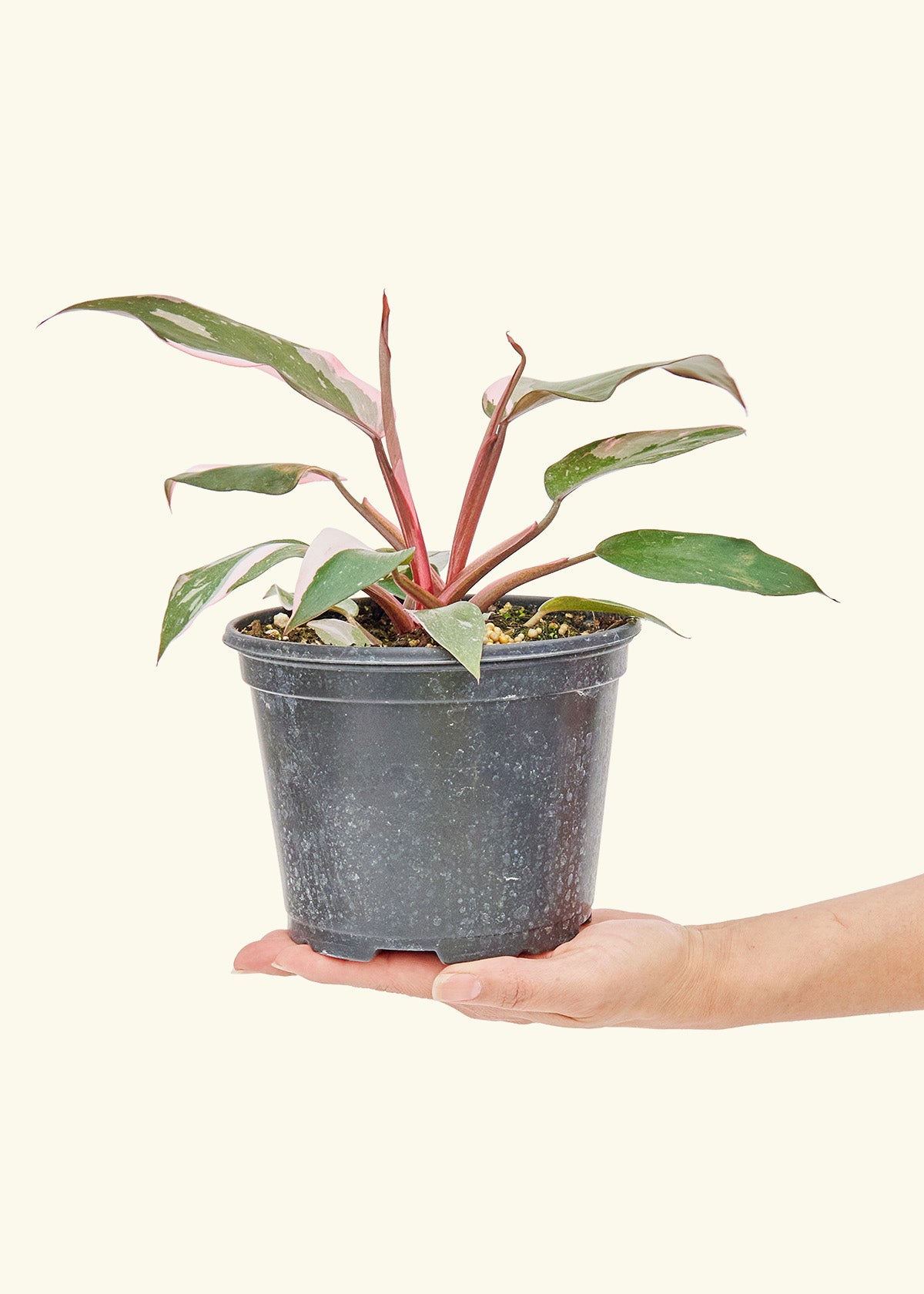 pink princess philodendron full grown Pink Princess Philodendron – Hey Rooted