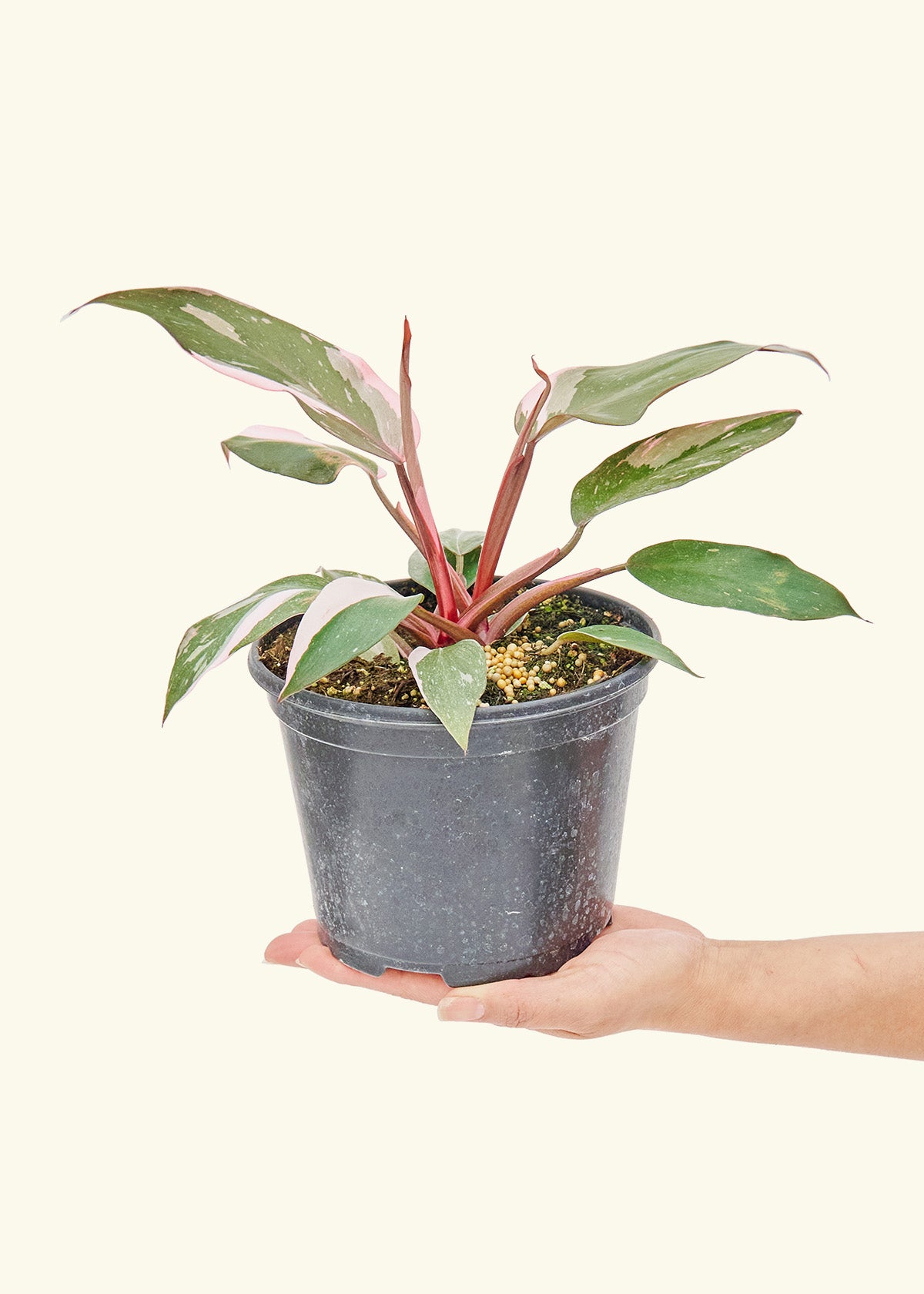 Philodendron Pink Princess in a 6 inches grow pot