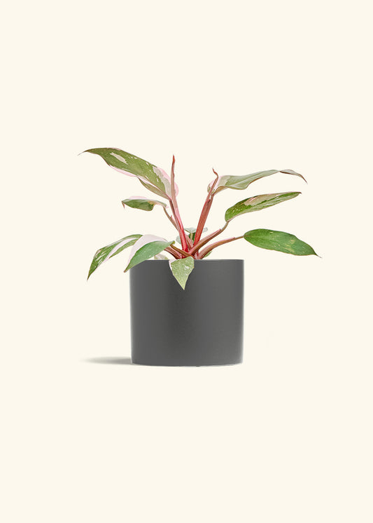Philodendron Pink Princess in a 6 inches Charcoal Classic Cylinder Planter 