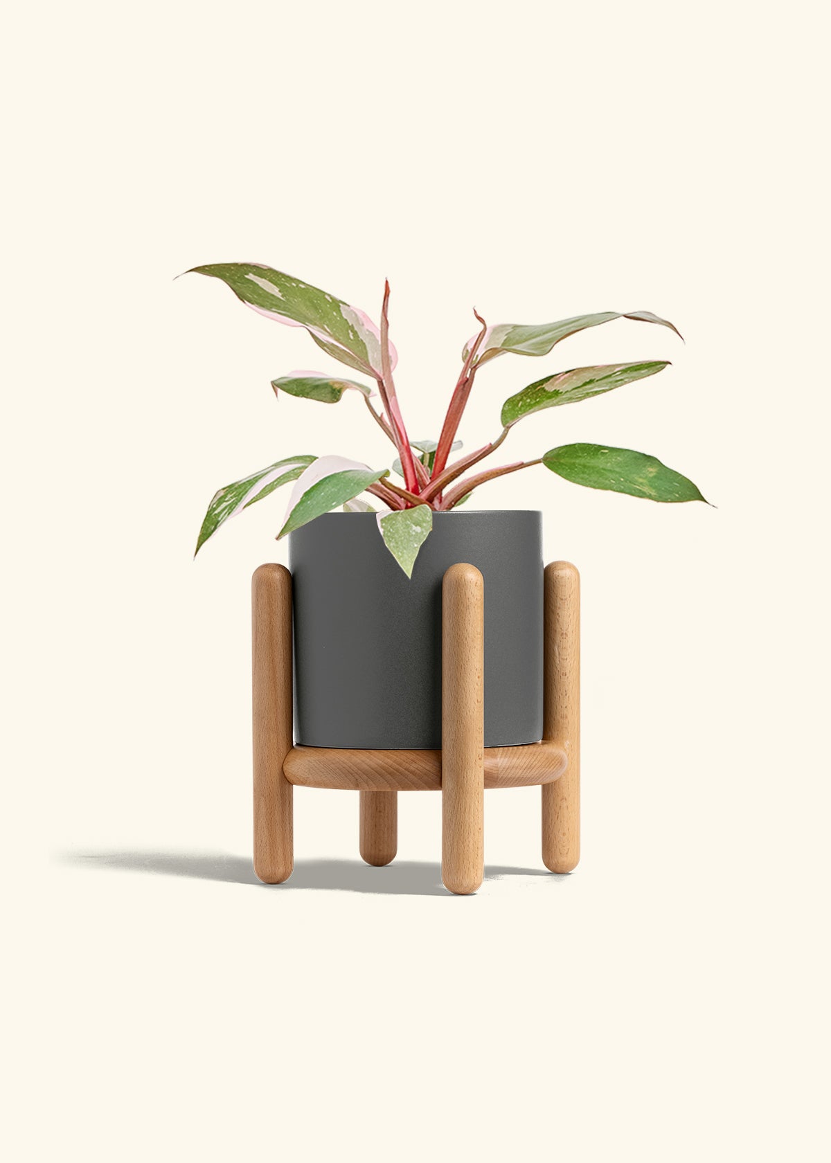 Philodendron Pink Princess in a 6 inches Charcoal Classic Cylinder Planter in a Beech Wood Stand