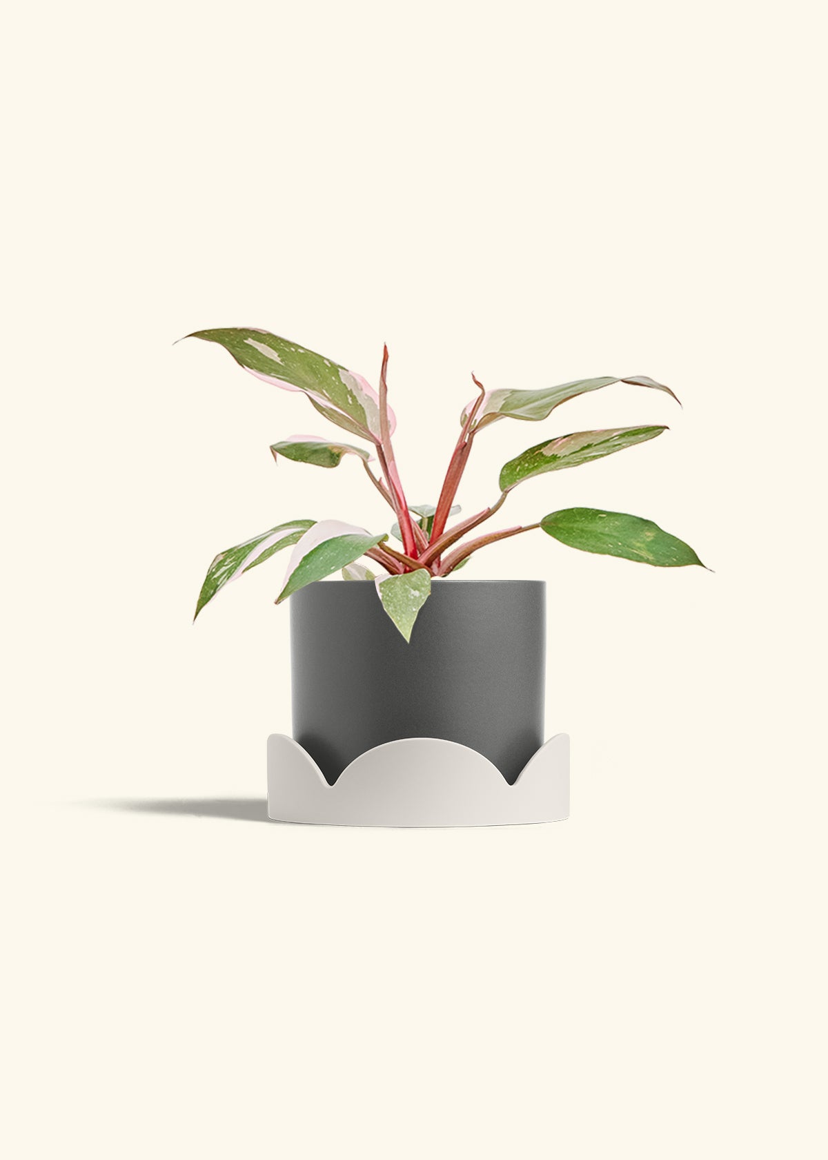 Philodendron Pink Princess in a 6 inches Charcoal Classic Cylinder Planter in a Oat Petal Drip Tray