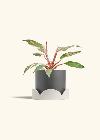 Philodendron Pink Princess in a 6 inches Charcoal Classic Cylinder Planter in a Oat Petal Drip Tray
