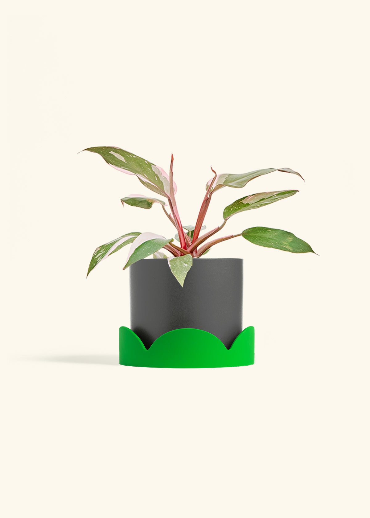 Philodendron Pink Princess in a 6 inches Charcoal Classic Cylinder Planter in a Shamrock Petal Drip Tray