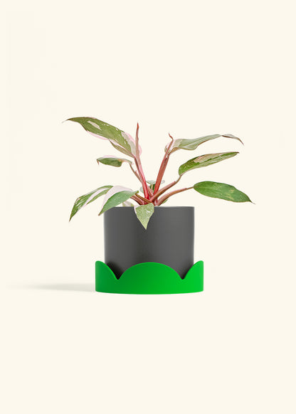Philodendron Pink Princess in a 6 inches Charcoal Classic Cylinder Planter in a Shamrock Petal Drip Tray