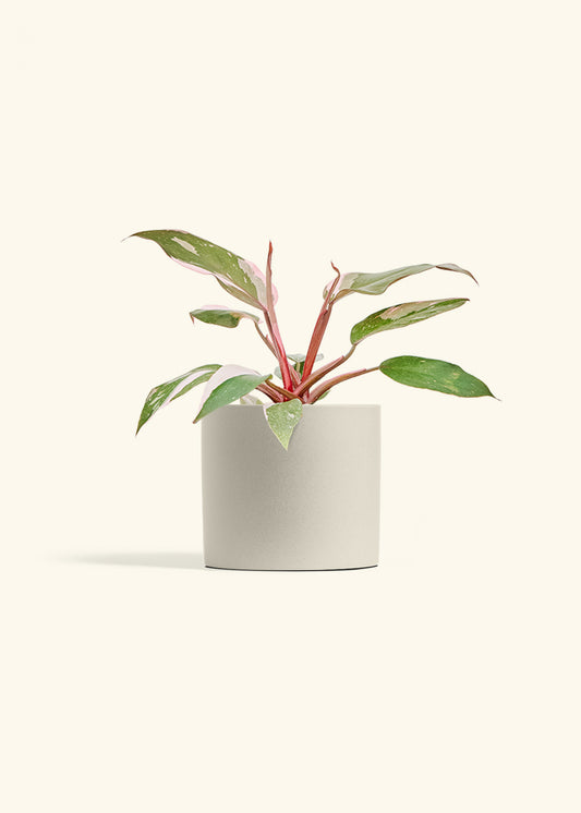 Philodendron Pink Princess in a 6 inches Oat Classic Cylinder Planter 