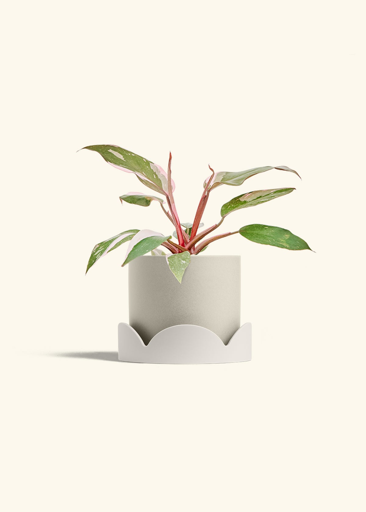 Philodendron Pink Princess in a 6 inches Oat Classic Cylinder Planter in a Oat Petal Drip Tray