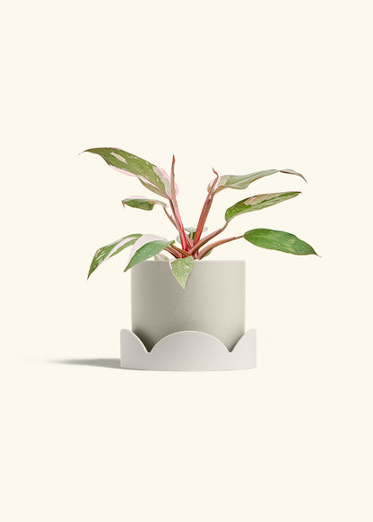 Philodendron Pink Princess in a 6 inches Oat Classic Cylinder Planter in a Oat Petal Drip Tray