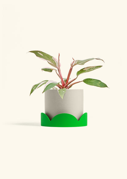 Philodendron Pink Princess in a 6 inches Oat Classic Cylinder Planter in a Shamrock Petal Drip Tray
