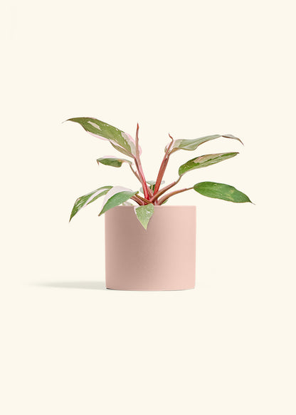 Philodendron Pink Princess in a 6 inches Pink Classic Cylinder Planter 