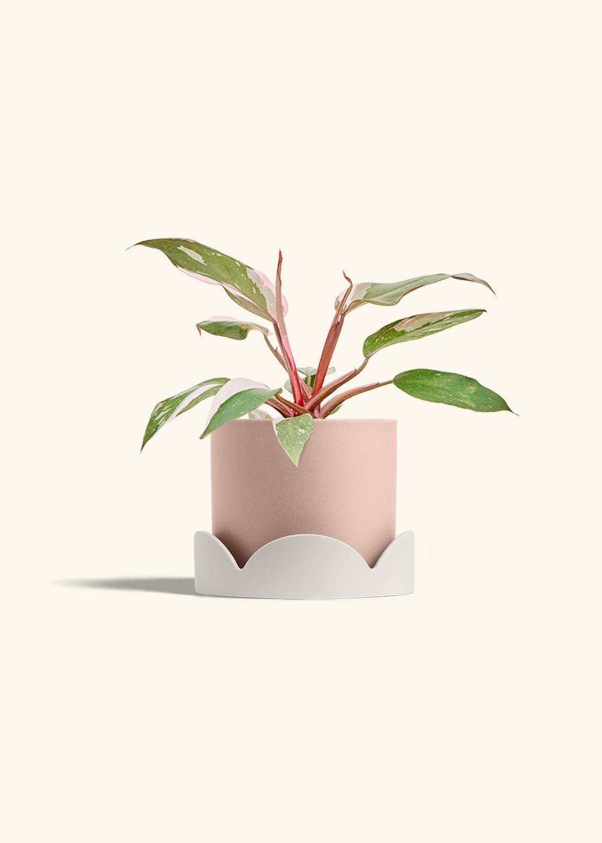 Philodendron Pink Princess in a 6 inches Pink Classic Cylinder Planter in a Oat Petal Drip Tray