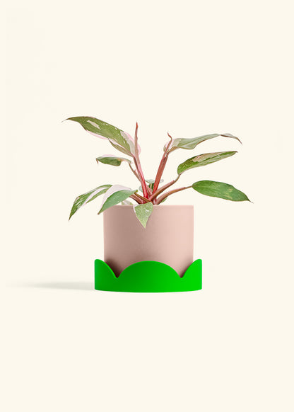 Philodendron Pink Princess in a 6 inches Pink Classic Cylinder Planter in a Shamrock Petal Drip Tray