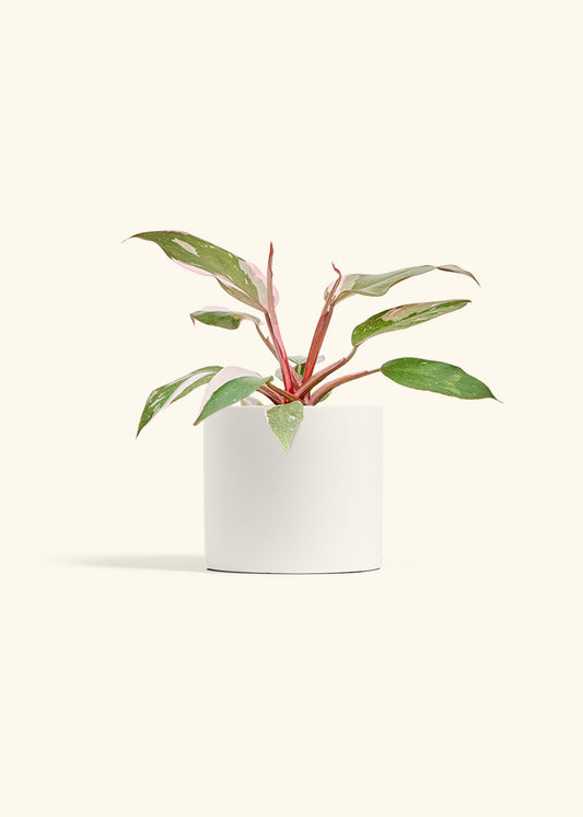 Philodendron Pink Princess in a 6 inches White Classic Cylinder Planter 