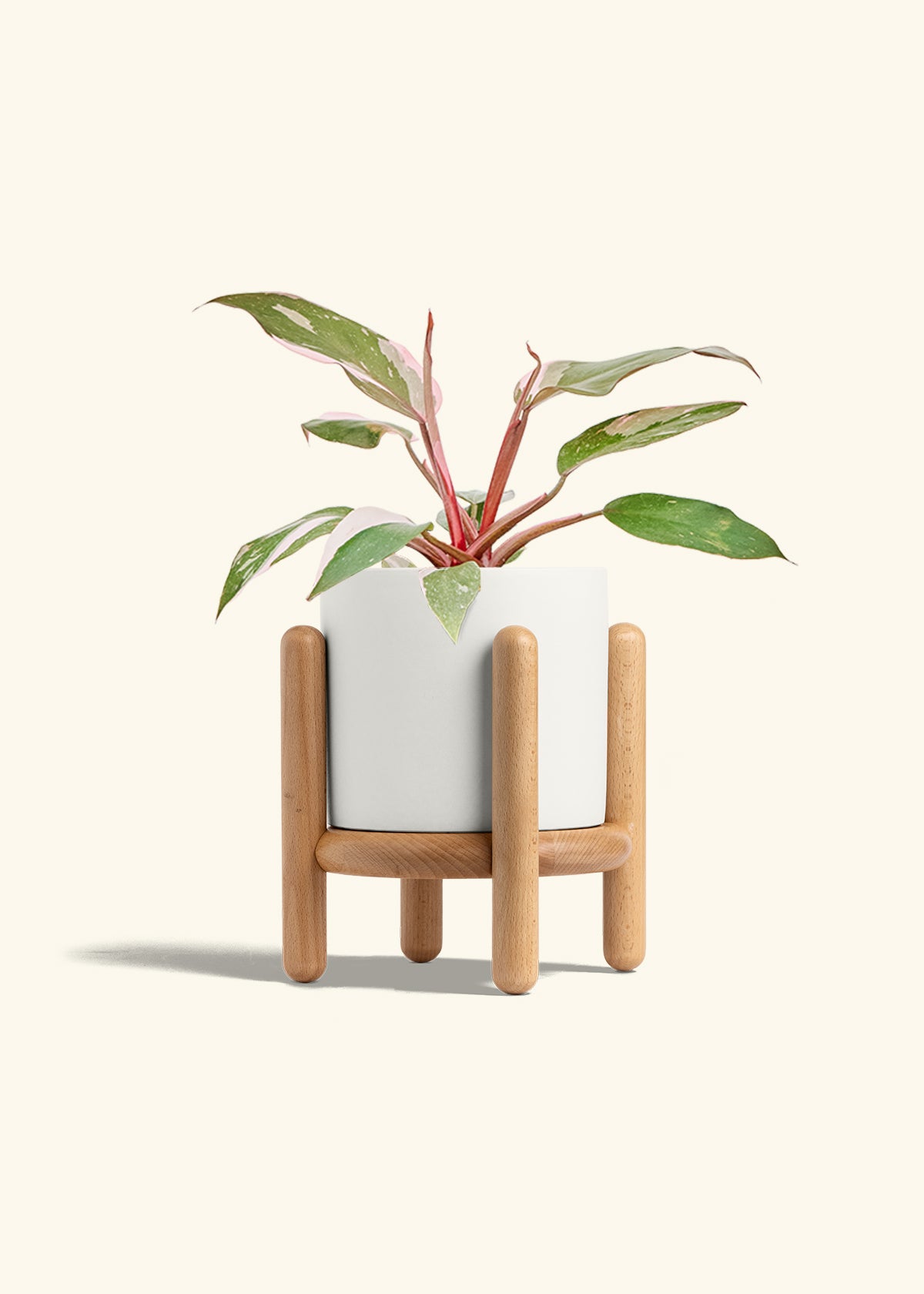 Philodendron Pink Princess in a 6 inches White Classic Cylinder Planter in a Beech Wood Stand
