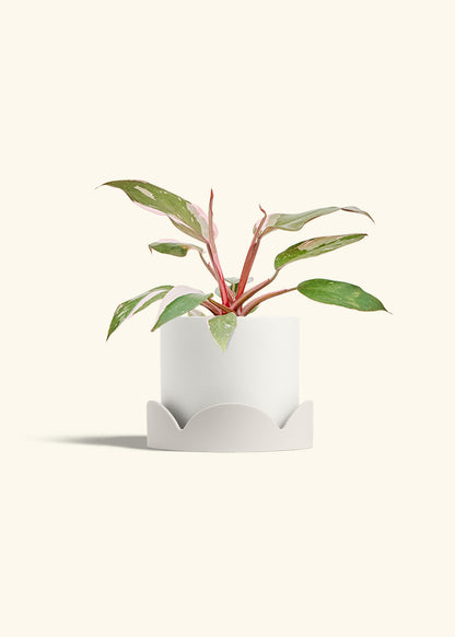 Philodendron Pink Princess in a 6 inches White Classic Cylinder Planter in a Oat Petal Drip Tray