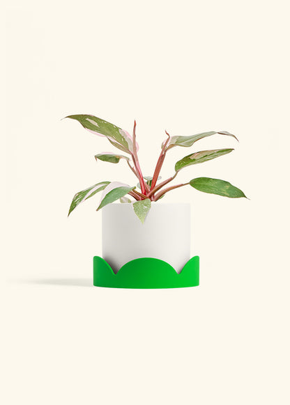 Philodendron Pink Princess in a 6 inches White Classic Cylinder Planter in a Shamrock Petal Drip Tray