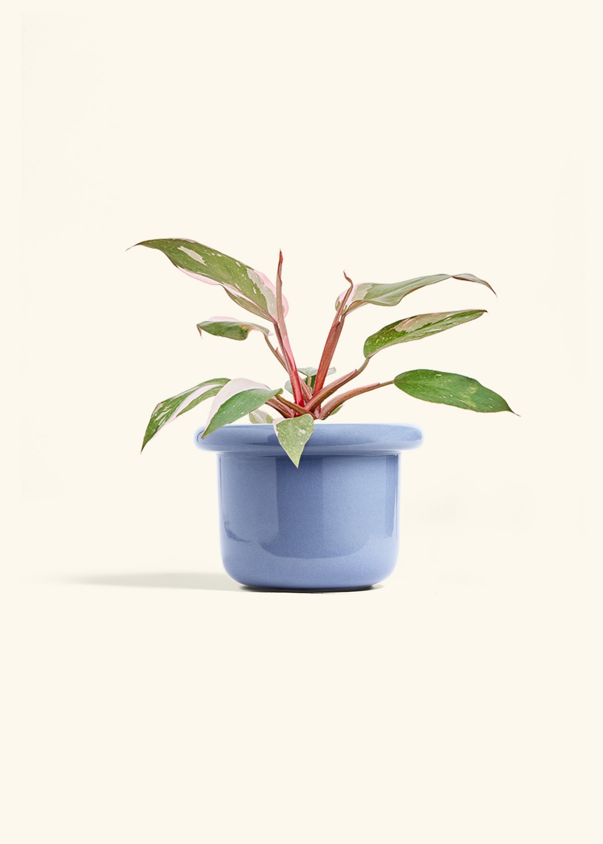 Philodendron Pink Princess in a 6 inches Fat Lip Blue Planter 