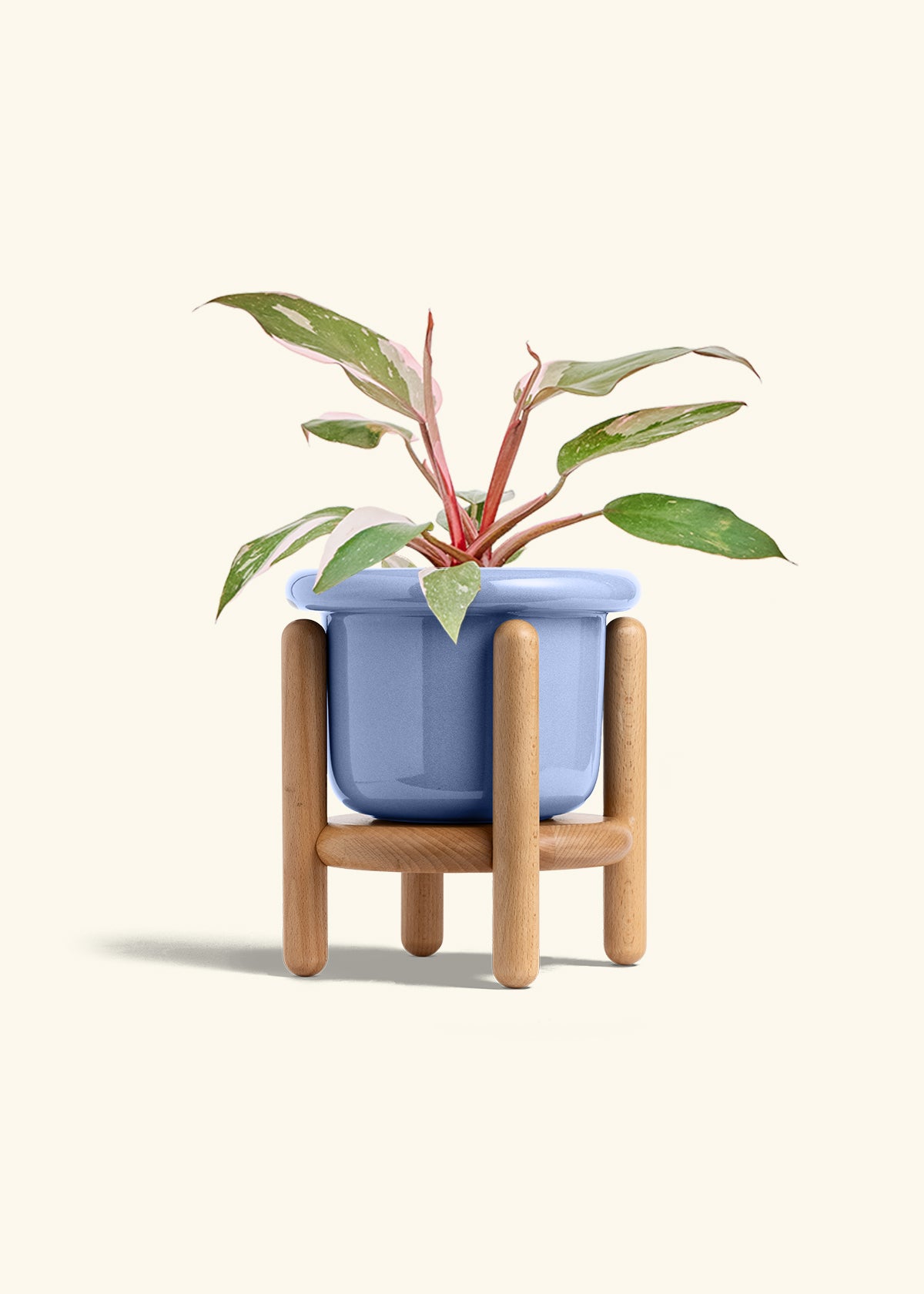 Philodendron Pink Princess in a 6 inches Fat Lip Blue Planter in a Beech Wood Stand