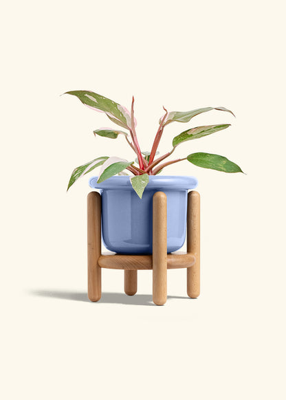 Philodendron Pink Princess in a 6 inches Fat Lip Blue Planter in a Beech Wood Stand