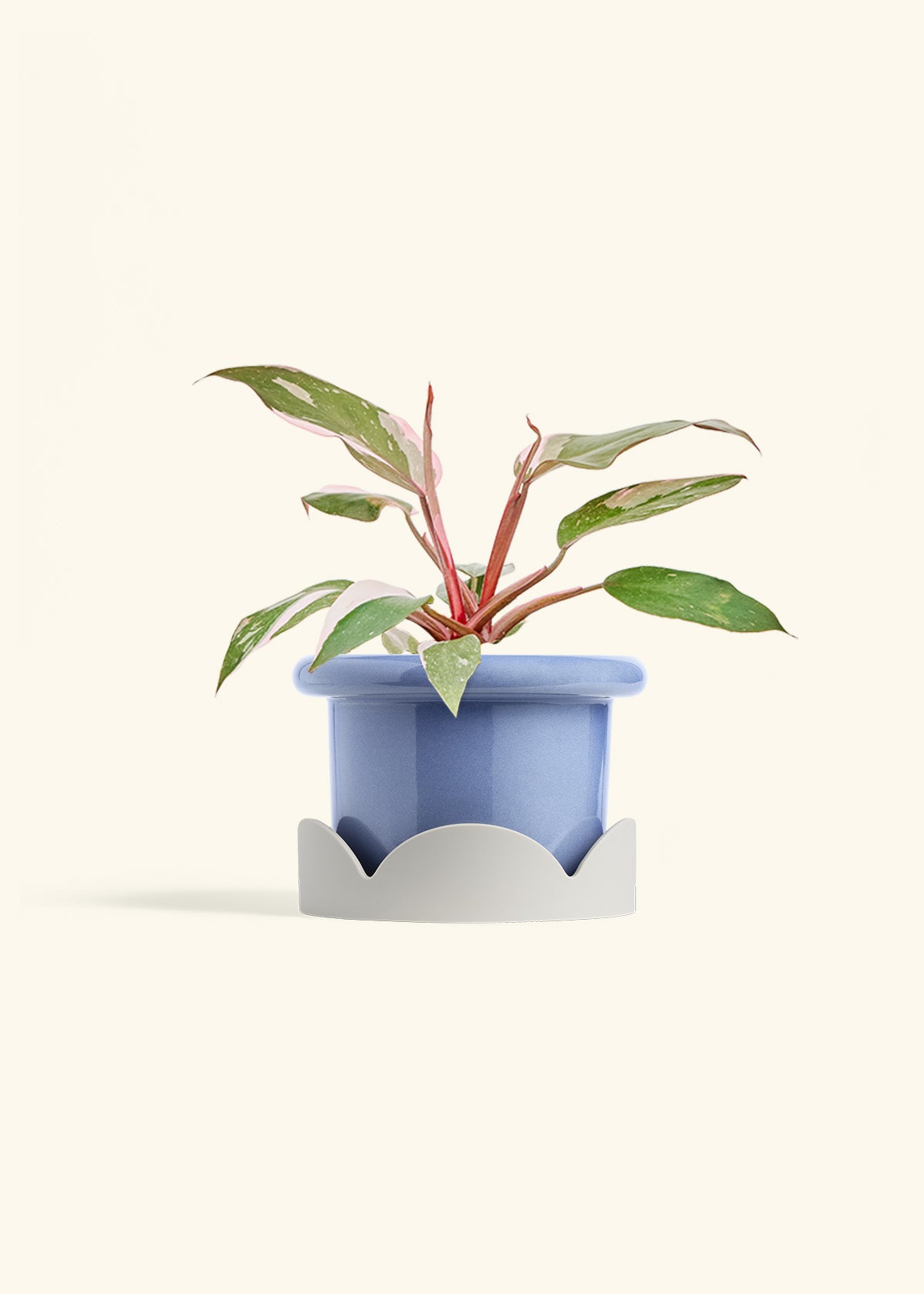 Philodendron Pink Princess in a 6 inches Fat Lip Blue Planter in a Oat Petal Drip Tray