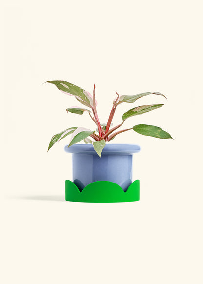 Philodendron Pink Princess in a 6 inches Fat Lip Blue Planter in a Shamrock Petal Drip Tray
