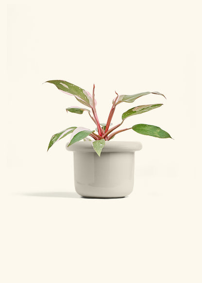 Philodendron Pink Princess in a 6 inches Fat Lip Oat Planter 