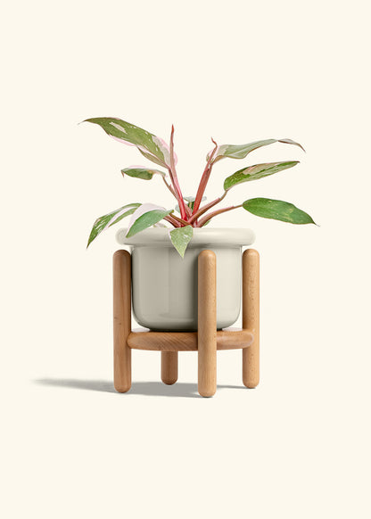 Philodendron Pink Princess in a 6 inches Fat Lip Oat Planter in a Beech Wood Stand