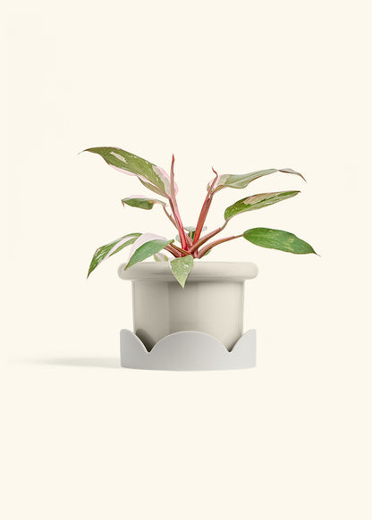 Philodendron Pink Princess in a 6 inches Fat Lip Oat Planter in a Oat Petal Drip Tray