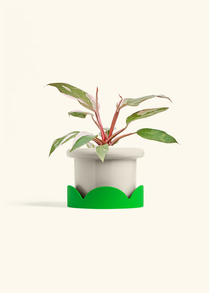 Philodendron Pink Princess in a 6 inches Fat Lip Oat Planter in a Shamrock Petal Drip Tray