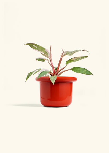 Philodendron Pink Princess in a 6 inches Fat Lip Red Planter 
