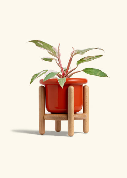 Philodendron Pink Princess in a 6 inches Fat Lip Red Planter in a Beech Wood Stand