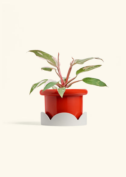 Philodendron Pink Princess in a 6 inches Fat Lip Red Planter in a Oat Petal Drip Tray