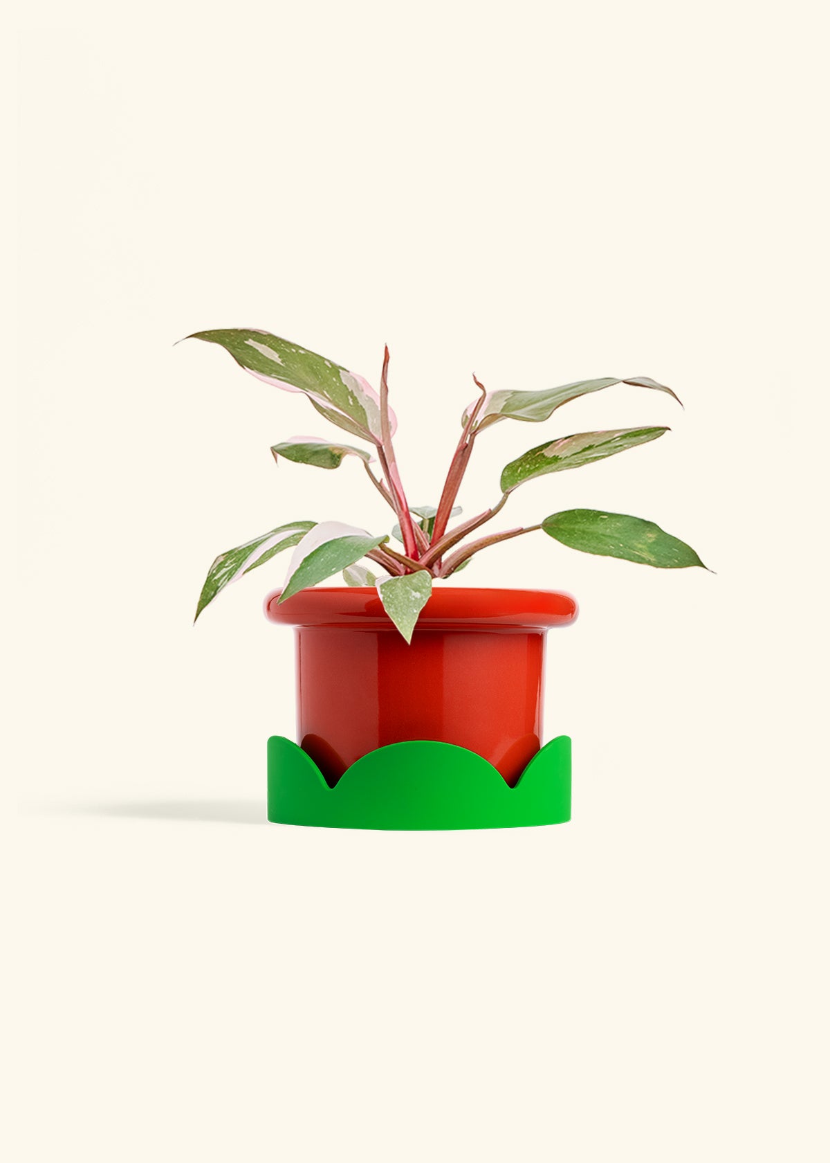 Philodendron Pink Princess in a 6 inches Fat Lip Red Planter in a Shamrock Petal Drip Tray