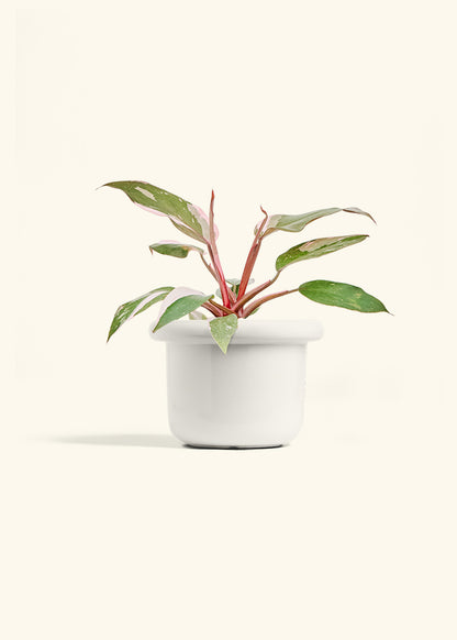 Philodendron Pink Princess in a 6 inches Fat Lip White Planter 