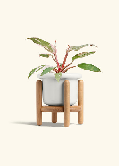 Philodendron Pink Princess in a 6 inches Fat Lip White Planter in a Beech Wood Stand