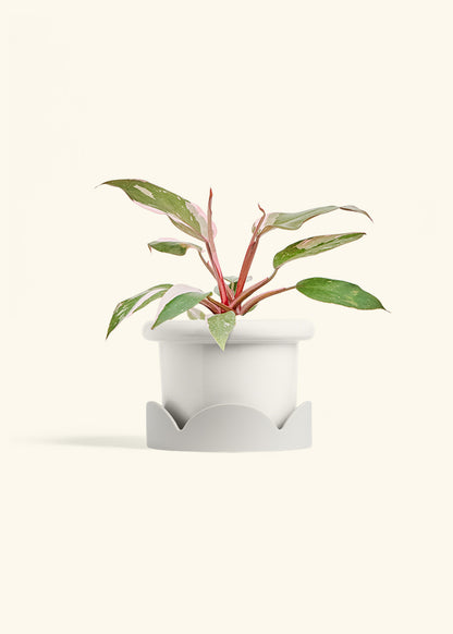 Philodendron Pink Princess in a 6 inches Fat Lip White Planter in a Oat Petal Drip Tray