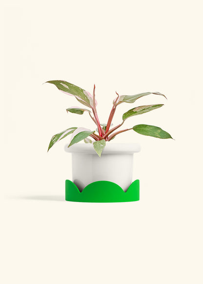 Philodendron Pink Princess in a 6 inches Fat Lip White Planter in a Shamrock Petal Drip Tray