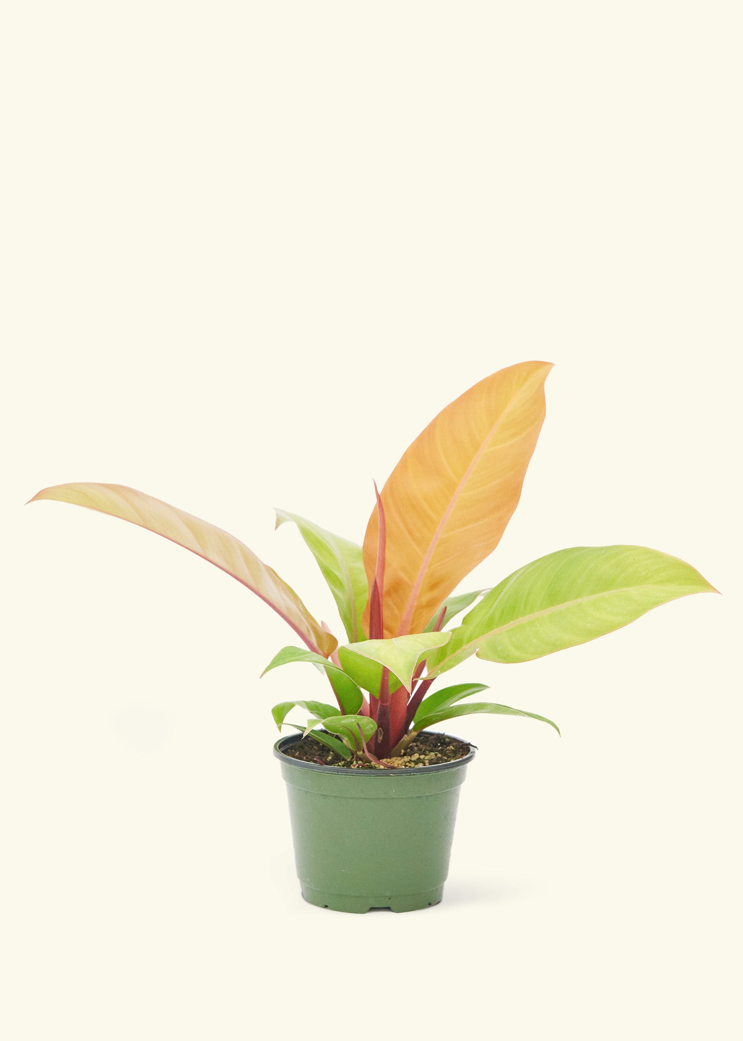 Philodendron Prince of Orange in a 6  inches grow pot