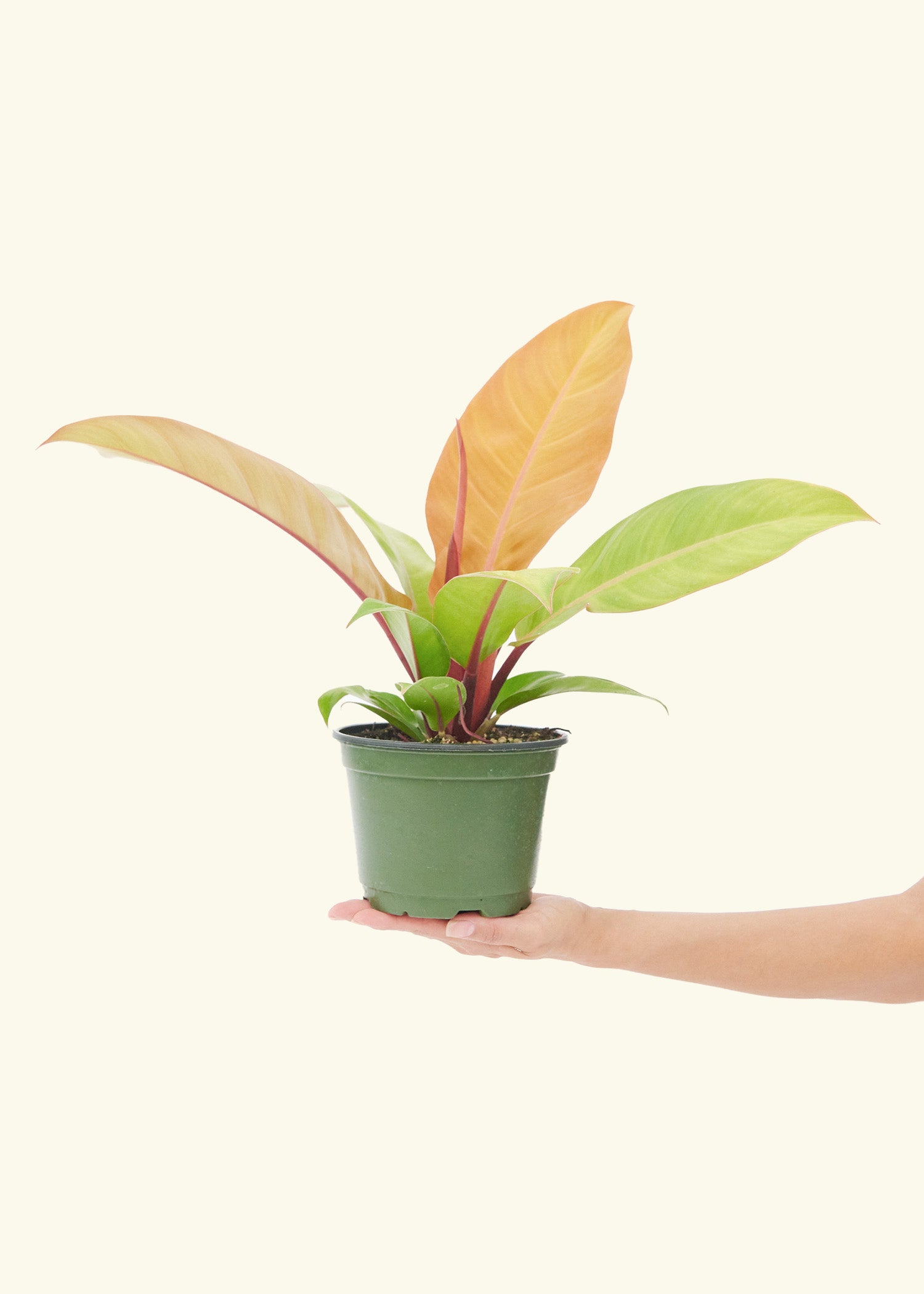 Philodendron Prince of Orange in a 6  inches grow pot