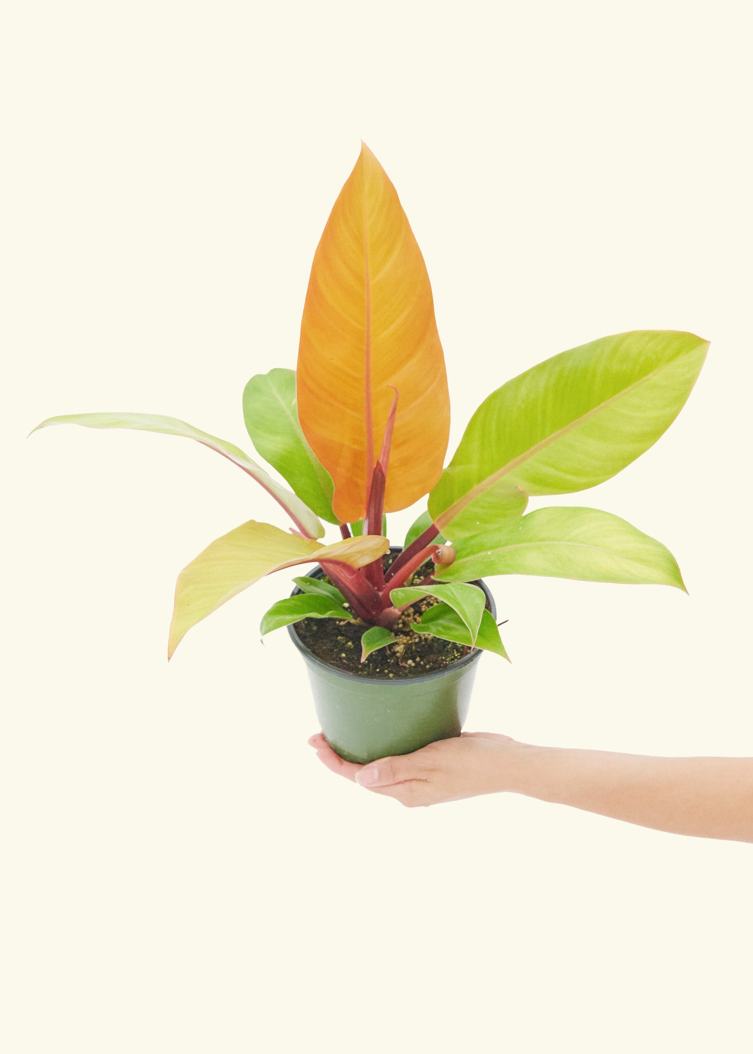 Philodendron Prince of Orange in a 6  inches grow pot