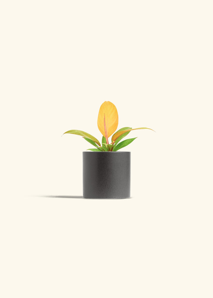 Philodendron Prince of Orange in a 4 inches Charcoal Classic Cylinder Planter 
