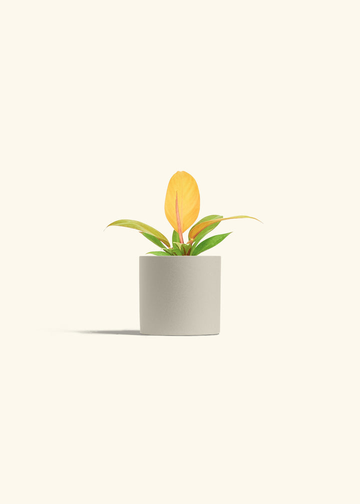 Philodendron Prince of Orange in a 4 inches Oat Classic Cylinder Planter 